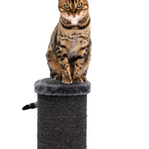 PETREBELS The Rebels Savannah 86 Pepper