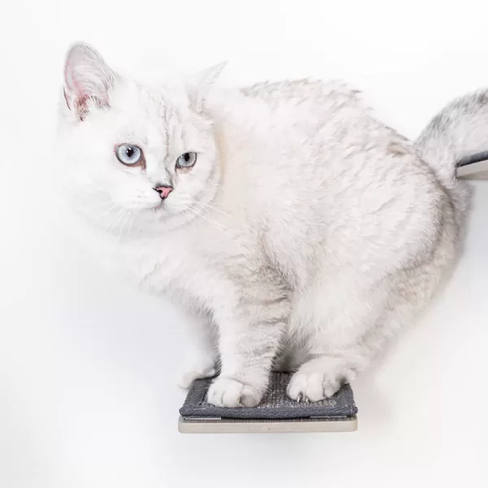 PETREBELS WALL of REBELS Step 25 – set of 3 Old