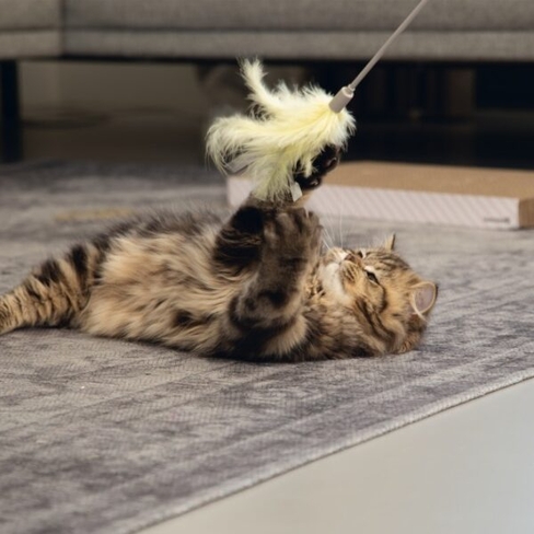 BEEZTEES игрушка-удочка с перьями ORRY