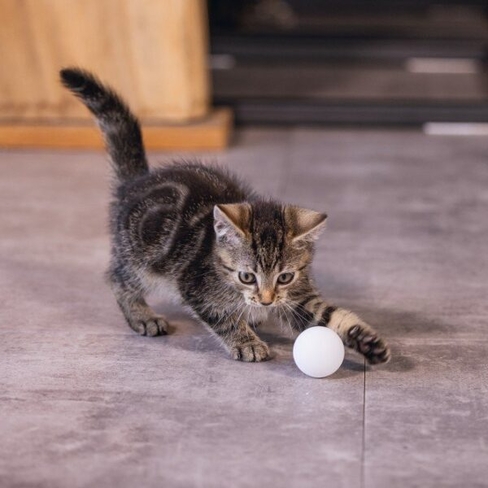 BEEZTEES minge pentru pisici Ping Pong 4х