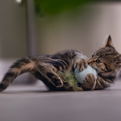 BEEZTEES minge de pluș cu pene RIZO Mint