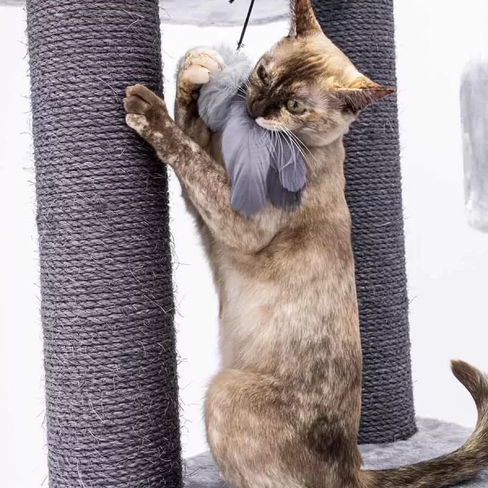 PETREBELS More FUNKY REBELS 3X