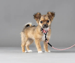 Поводок нейлон. PUPPY DOLLY OCHRE