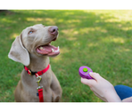 petsafe CLIKR TRAINING GUIDE PACKAGE