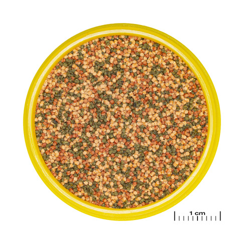 JBL PRONOVO BEL GRANO