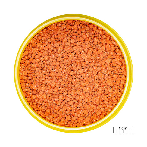JBL PRONOVO BITS GRANO