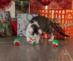 Игрушка из плюша для кошек CHRISTM TENNIS BALL