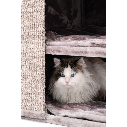 PETREBELS CHAMPIONS Only Pillar 117 Cappuccino