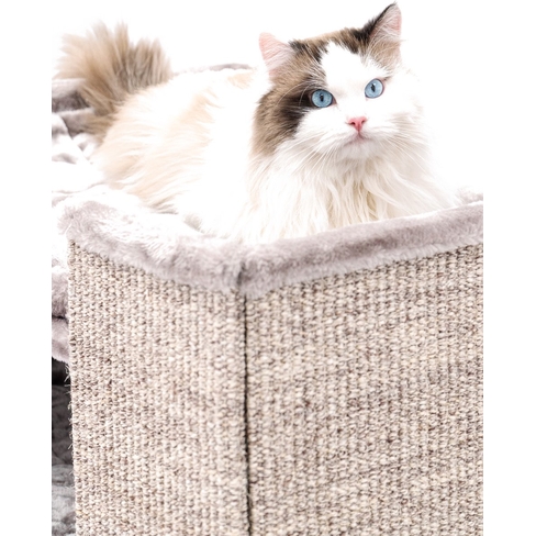 PETREBELS CHAMPIONS Only Pillar 117 Cappuccino