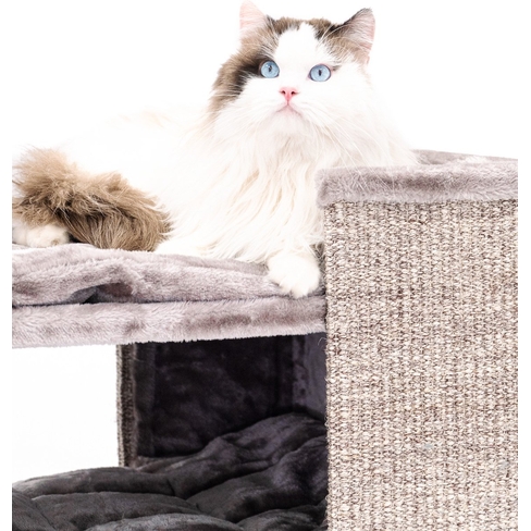 PETREBELS CHAMPIONS Only Pillar 117 Cappuccino