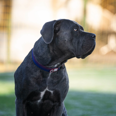 Max & Molly Zgardă FC Barсelona