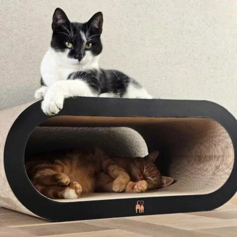 PR Scratch'n Rebels Daisy 59