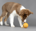 Мяч резиновый Puppy Rhea Treats Ball Ass.