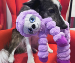 Игрушка из плюша Kong Shakers Crumples Sloth