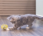BZ игрушка для кошек Bouncing Ball