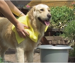 BZ супервпитывающее полотенце для собак Drying Towel