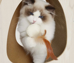 Catit PIXI Wide Scratcher – широкая когтеточка для кошек