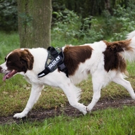BEEZTEES  Шлейка K9 IDC Powerharness Size 2 CAMO 71-96