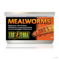 Exo Terra Mealworms – viermi de făină conservați pentru reptile