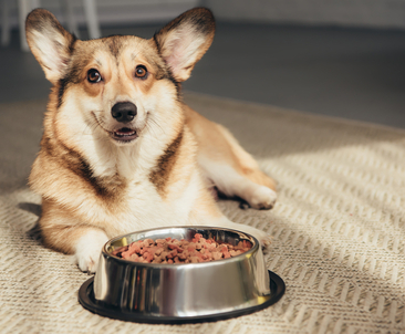 Как выбрать корм для собаки: Гид по питанию собак