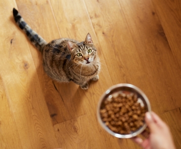 Сухой или влажный корм для кошек: что выбрать
