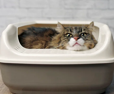 Cum să dezveți pisica să nu mai meargă în afara litierei: cauze și soluții