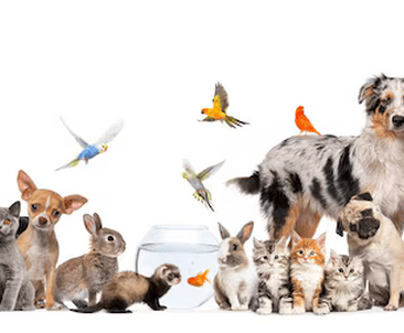 Официальный дистрибьютор