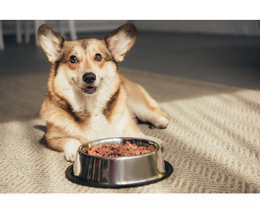 Как выбрать корм для собаки: Гид по питанию собак