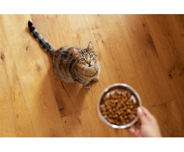 Сухой или влажный корм для кошек: что выбрать