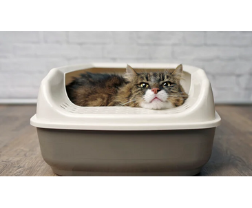 Как отучить кошку ходить не в лоток: причины и способы решения