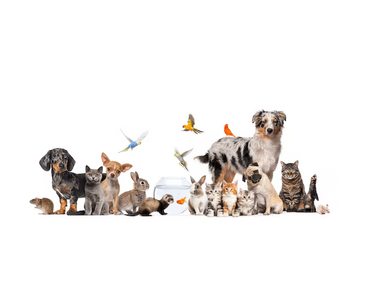 Официальный дистрибьютор