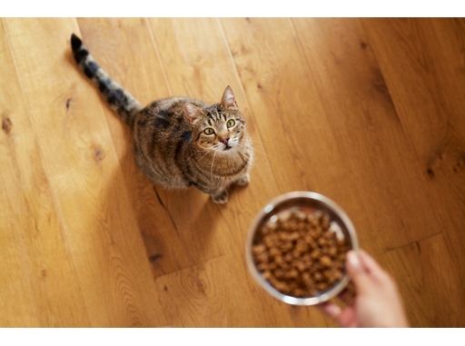 Hrană uscată sau umedă pentru pisici – ce să alegi