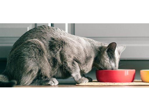 Cu ce se hrănește o pisică sterilizată: ghid complet despre alimentația și îngrijirea corectă