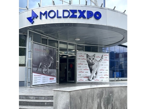 La Chișinău a avut loc o spectaculoasă expoziție de Pisici și Pisoi 2026: facem totalurile unui weekend dedicat iubitorilor de pisici