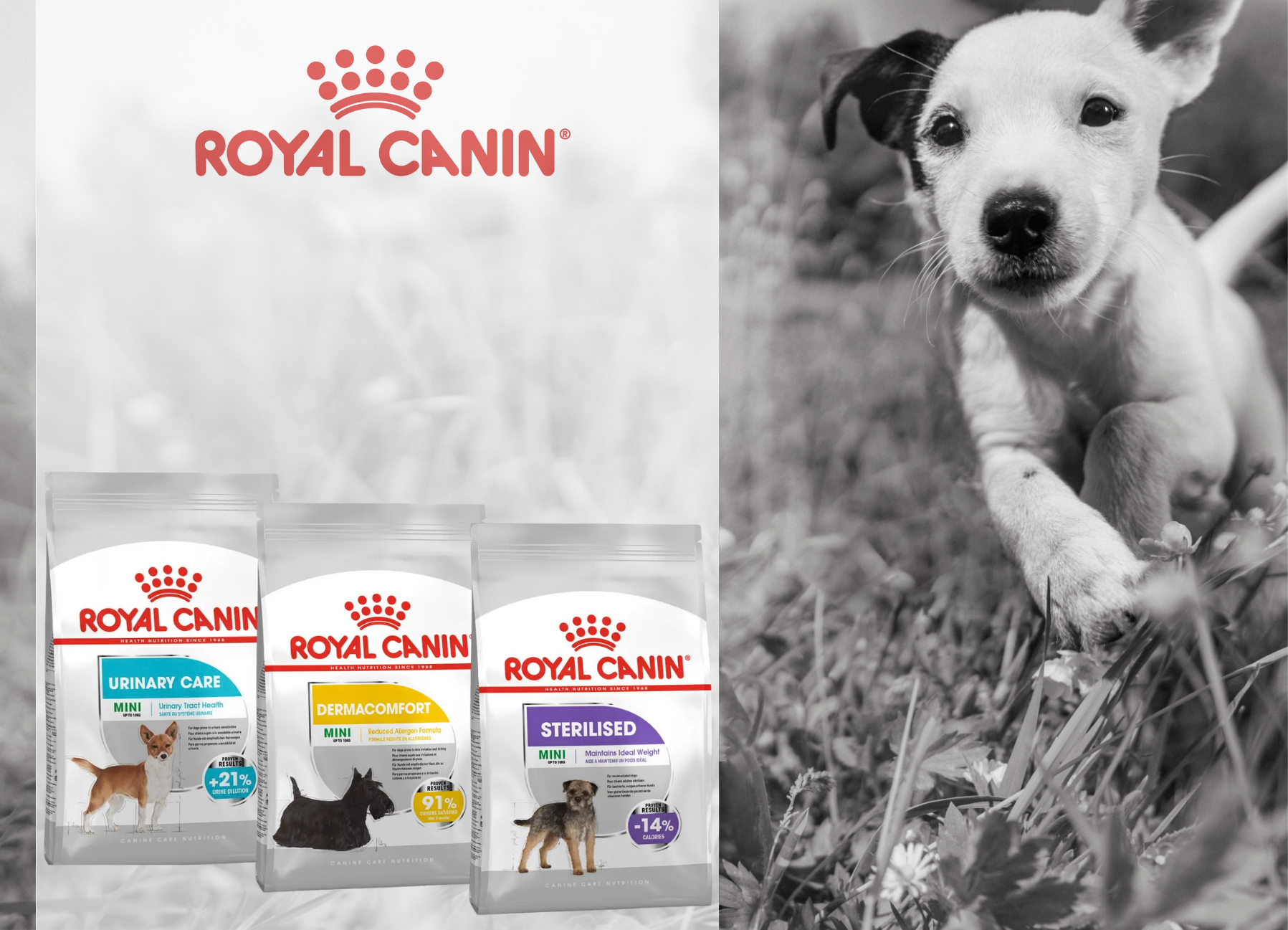 Royal Canin Mini