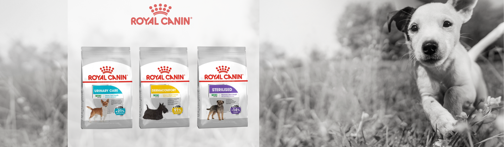 Royal Canin Mini