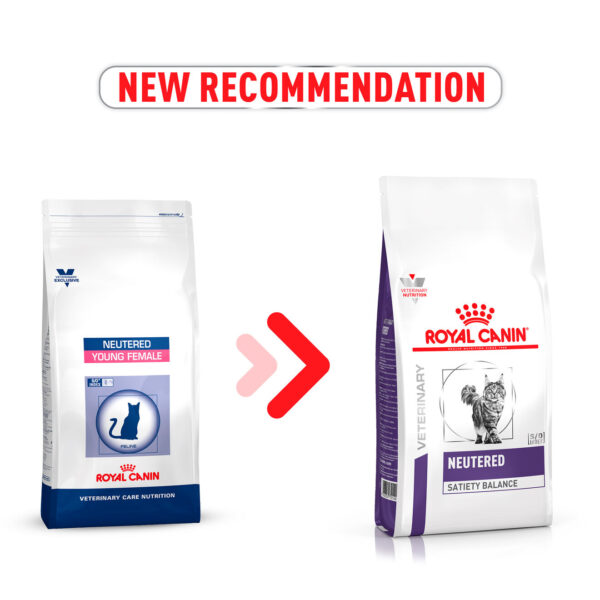 great dane dog food recommendations